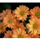 200+ Guava Frost Mum Chrysanthemum Seeds  Mum Flower, Flower Seeds, Annual