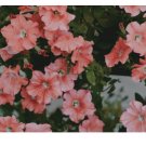 Charlotte Pink Petunia Seeds US SELLER Perennial Flowers Seed Annual Bulk 1000+  Seeds