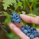 Northern Highbush Blueberry Seeds | USA Grown Heirloom | Non-GMO Perennial  250+ Seeds