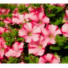 Magenta Allure Petunia Seeds US SELLER Perennial Flowers Seed Annual Bulk 1000+ Seeds