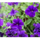 Alderman Blue Petunia Seeds US SELLER Perennial Flowers Seed Annual Bulk 1000 Seeds