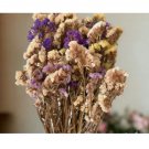 85  Statice Seeds - Cottage Mix - Flower Seed Flowers Garden Non GMO