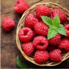 125  Crave Raspberry Seeds Fruit Seeds, Non GMO, Bulk Seeds