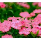 Peach Luster Dianthus Seeds US SELLER Annual Flowers Seed Carnation Bulk 500+ Seeds