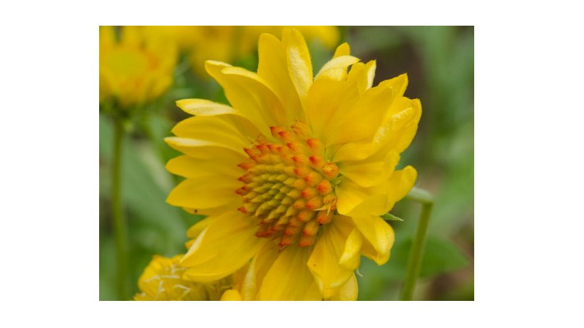 200  Golden Joy Blanket Flower Seeds Flower, Flower Seeds, Non GMO