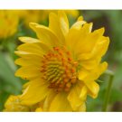 200  Golden Joy Blanket Flower Seeds Flower, Flower Seeds, Non GMO