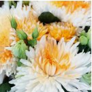 200+ Orange White Mum Chrysanthemum Seeds  Mum Flower, Flower Seeds, Annual