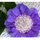 75+  Oxford Blue Scabiosa Seeds Mum Flower, Flower Seeds, Annual