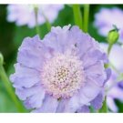 75+ Lavender Scabiosa Seeds Mum Flower, Flower Seeds, Annual