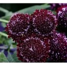 75+  Burgundy Black Queen Scabiosa Seeds Mum Flower, Flower Seeds, Annual