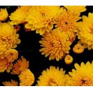 200+ Mango Dream Mum Chrysanthemum Seeds  Mum Flower, Flower Seeds Annual