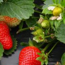Red Strawberry Seeds for Big Fruit - USA Grown - Perennial Container Garden 150+ Seeds