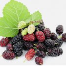 100 Sweet Lavender Mulberry Seeds, USA SellerFruit Seeds Fragrant