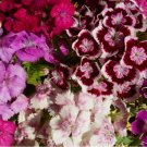 Royal Bloom Mix Dianthus Seeds US SELLER Annual Flowers Seed Carnation Bulk 500+ Seeds