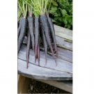 Black Nebula Carrot Seeds | USA Seller | Non-GMO 400+ Seeds