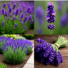 ENGLISH LAVENDER SEEDS  HEIRLOOM MOSQUITO REPELLENT HERB 1200+ Seeds