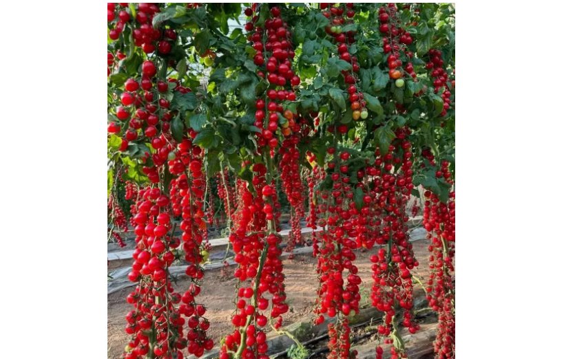 WATERFALL CHERRY TOMATO SEEDS | ULTRA SWEET &acirc;�&cent; RARE &acirc;�&cent; NON-GMO 150+ Seeds