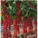 WATERFALL CHERRY TOMATO SEEDS | ULTRA SWEET • RARE • NON-GMO 150+ Seeds