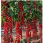 WATERFALL CHERRY TOMATO SEEDS | ULTRA SWEET ⢠RARE ⢠NON-GMO 150+ Seeds