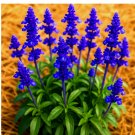 BLUE SAGE SEEDS MOSQUITO REPELLENT HERB PERENNIAL HEIRLOOM 200+ Seeds