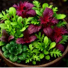 ASIAN GREENS MIX SEEDS  MICROGREENS BABY LEAF NON‑GMO 1000+  Seeds