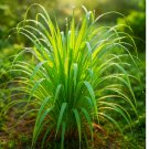400+  LEMONGRASS SEEDS LEMON GRASS MOSQUITO INSECT REPELLENT FRESH NON-GMO USA