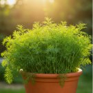 DILL SEEDS SPRING INSECT REPELLENT HERB GARDEN SPICE NON-GMO 800+  Seeds