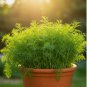 DILL SEEDS SPRING INSECT REPELLENT HERB GARDEN SPICE NON-GMO 800+ Seeds