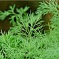 DILL SEEDS SPRING INSECT REPELLENT HERB GARDEN SPICE NON-GMO 800+ Seeds