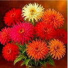 ZINNIA SEEDS CACTUS FLOWER AUTUMN MIX HEAT DROUGHT TOLERANT 300+ Seeds