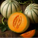 CHARENTAIS SEEDS MELON RARE CANTALOUPE SWEET HEIRLOOM NON-GMO  50+ Seeds