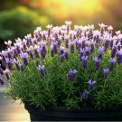 LAVENDER SEEDS SPRING PERENNIAL MOSQUITO BUG REPELLING NON-GMO 800 Seeds