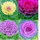 ORNAMENTAL KALE SPLENDOR MIX SEEDS FLOWERING VEGETABLE GARDEN 200+ Seeds