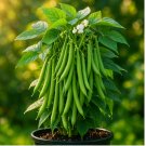 BLUE LAKE POLE BEAN SEEDS