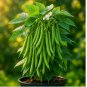 BLUE LAKE POLE BEAN SEEDS