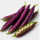 PURPLE HULL PINKEYE COWPEA SEEDS | HEAT-LOVING • NON-GMO 40+ Seeds