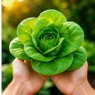 LETTUCE BUTTERLEAF SEEDS SALADS GARDEN HEIRLOOM MICROGREENS 1500 Seeds
