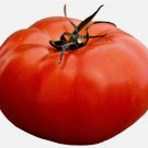 TOMATO ALL-AMERICAN SEEDS GIANT BEEFSTEAK MASSIVE FRUITS HEIRLOOM VEGETABLE 200+ Seeds TOMATO ALL-AMERICAN SEEDS GIANT BEEFSTEAK MASSIVE FRUITS HEIRLOOM VEGETABLE 200+ Seeds