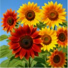 AUTUMN BEAUTY SUNFLOWER SEEDS  5–7′ MIX • BEE BIRD MAGNET • 100 Seeds