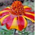 30  FRENCH MARIGOLD SEEDS SPRING MIX FLOWER MOSQUITO INSECT REPELLENT BEES USA