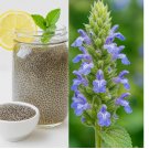 CHIA SALVIA HISPANICA SEEDS  MICROGREENS • ORGANIC 2000 Seeds