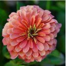100+ Coral Zinnia Seeds  Elegans Cut Flower USA  BUTTERFLIES BEES