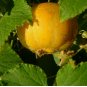 50+ Lemon Cucumber Seeds Vegetable Garden Heirloom NON-GMO USA