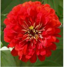 150+ Cherry Queen Zinnia Seeds Red Flower Elegans USA SELLER