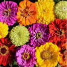 100+ Confetti Zinnia Mix Seeds  Flower Elegans Annual Pollinators USA
