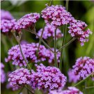 200+ Purpletop Vervain Seeds Verbena Bonariensis Perennial Garden Medicinal USA