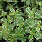 500+ Lemon Thyme Seeds  Thymus Pulegioides Broad-Leaved HERB PERENNIAL USA