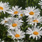 1000+ Roman Chamomile Seeds Herb Medicinal Fragrant Groundcover PERENNIAL