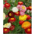 200+  Strawflower Tall Double Mix Seeds Cut Flower Mixed Colors USA
