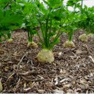 500+ Giant Prague Celeriac Seeds  Vegetable Garden NON-GMO USA